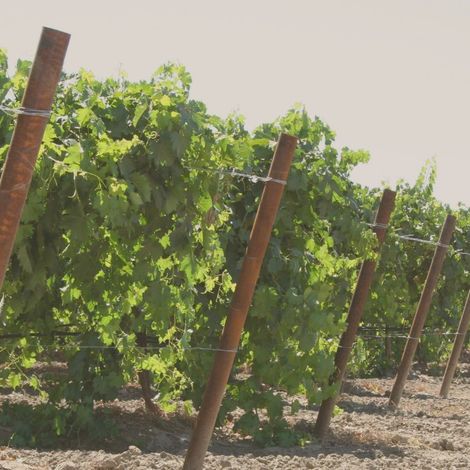 Exportadora Fruta Austral Ltda. - Plantation