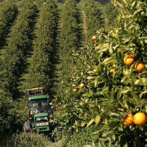 Frusoal - Plantation