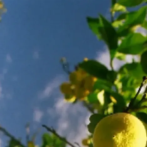 Citrus Team Company, LLC