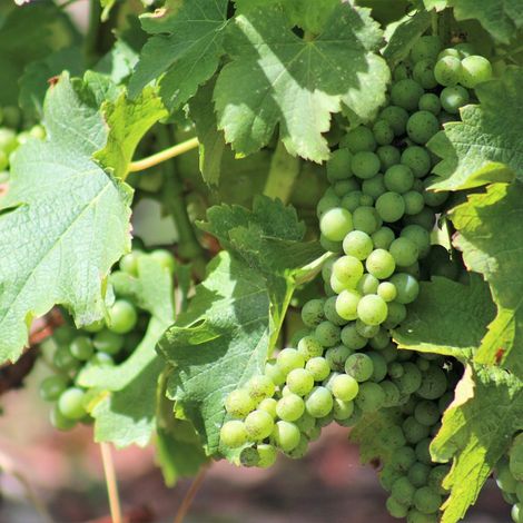 Château Guiraud_Wine_Grapes