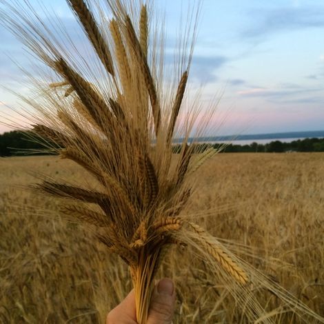 Lakeview Organic Grain