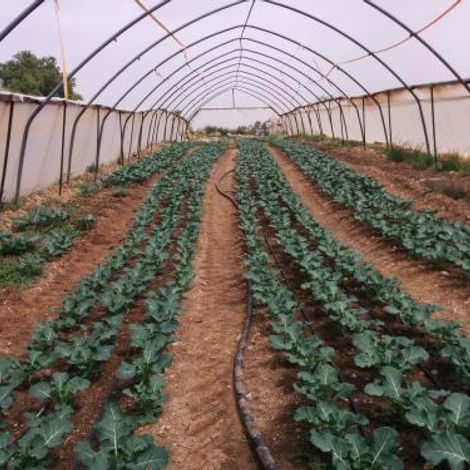 Etzion Field Corps