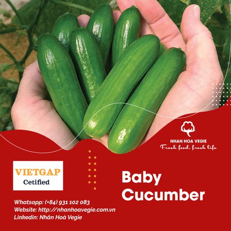 Fresh Baby Cucumber