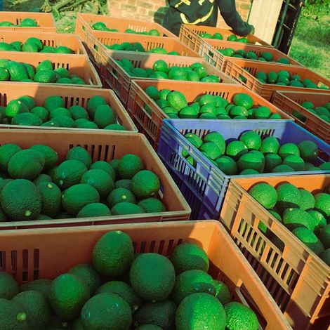Collection of Avocado
