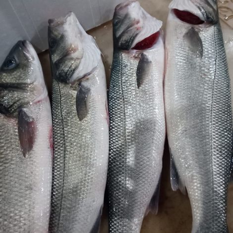 Pemium Branzino