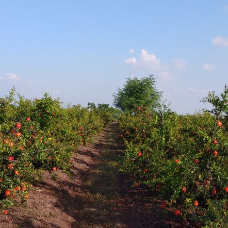 Indian Pomegranate Field