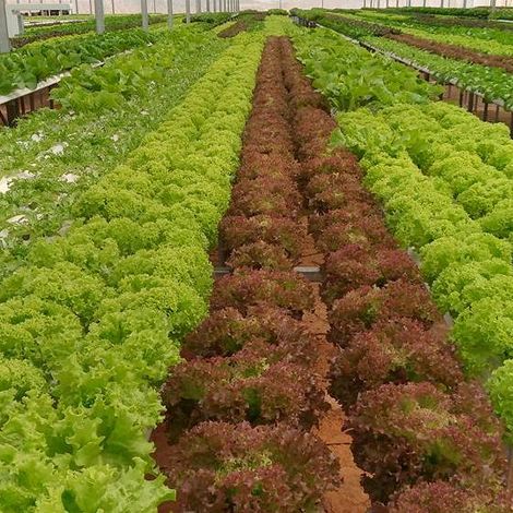 Tran Gia Agriculture and Food Company Ltd. - Plantation