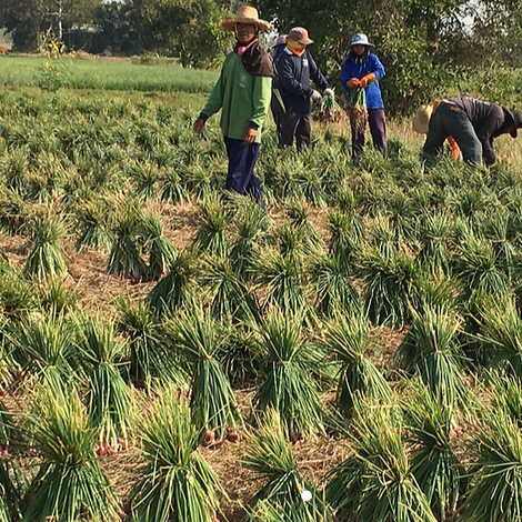 RUNGRUENG AGRI FOOD CO., LTD.