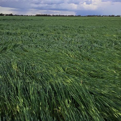 Network Grains Pty Ltd - Grains