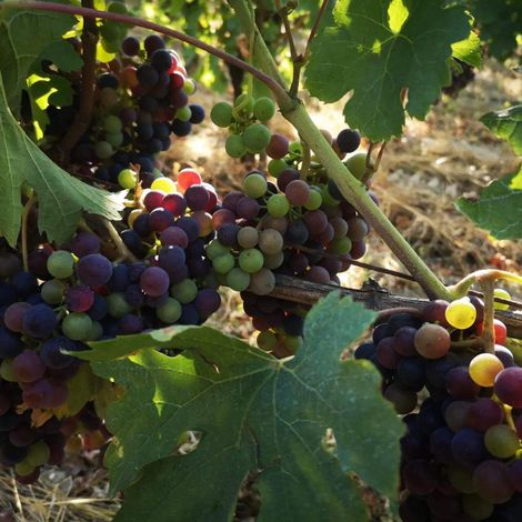 Château Clos de Sarpe