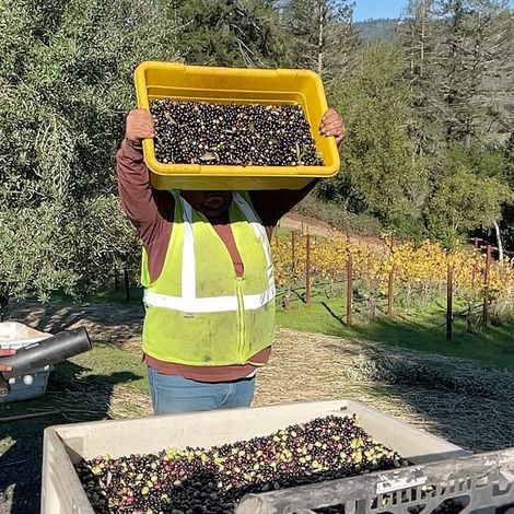 Merryvale Vineyards_Wines_Grapes