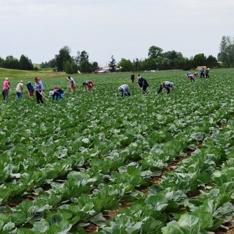 KFH Enezh - Cabbage Harvest