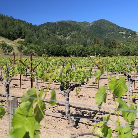 detert vineyard.jpg