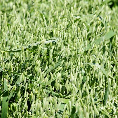 OATS-CROP-4-web-610x551.jpg