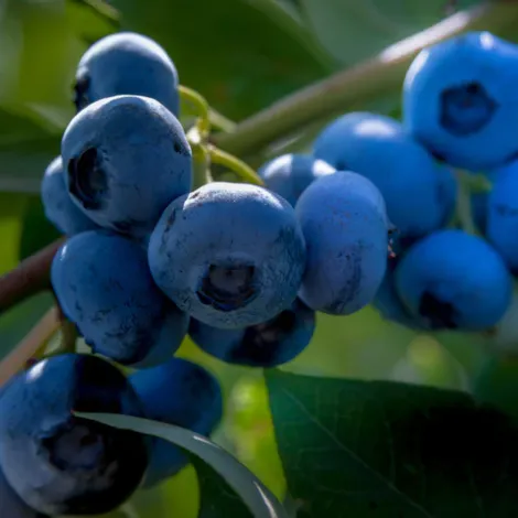 Frutos La Aguada S.A.