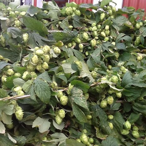 black creek hops