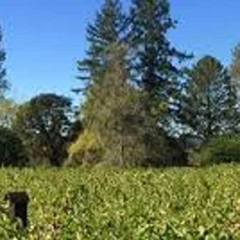 Clark C vineyard 2.jpg
