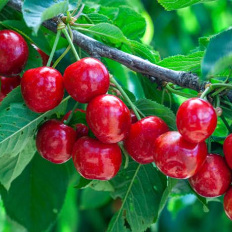 Cherry