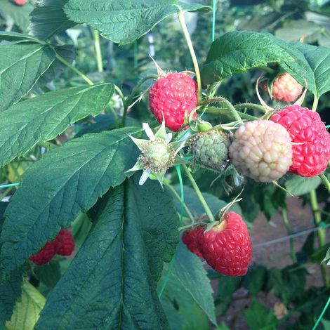 Green Valley Berries