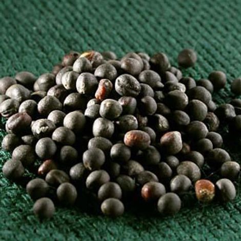 Rapeseed