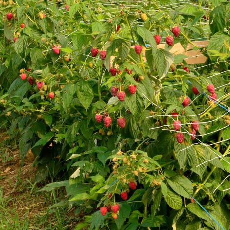 Plantation
