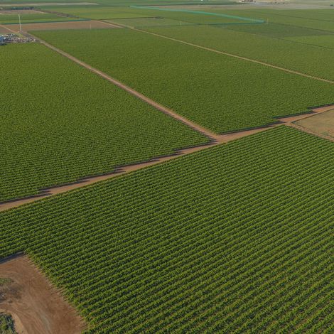 Grape Co Australia Pty Ltd - Vineyard Aerial View