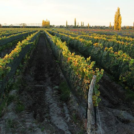 Alfredo Roca Wines Vineyard-Farms Santa Herminia