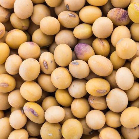 Soybean