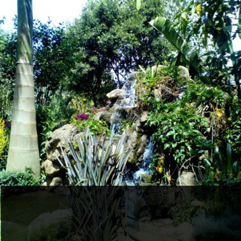 Fairview Coffee Estate
