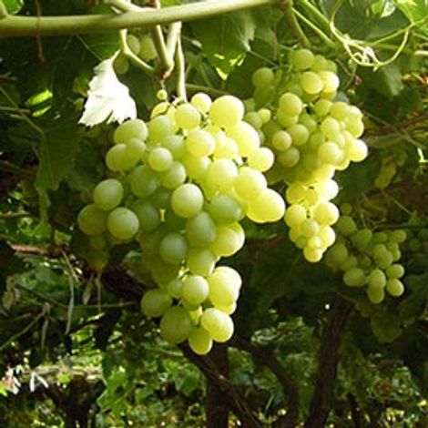 Egytree Company for Agriculture product