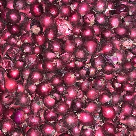 Agro Centre_Red Onion_35-50mm