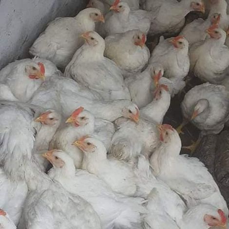 Acorn Poultry