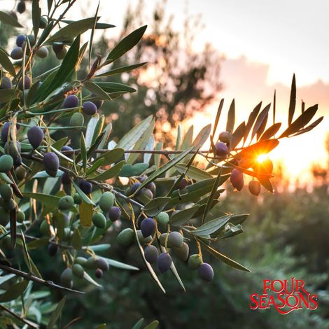 Four Seasons Foods (Pvt) Ltd - Olive Tree