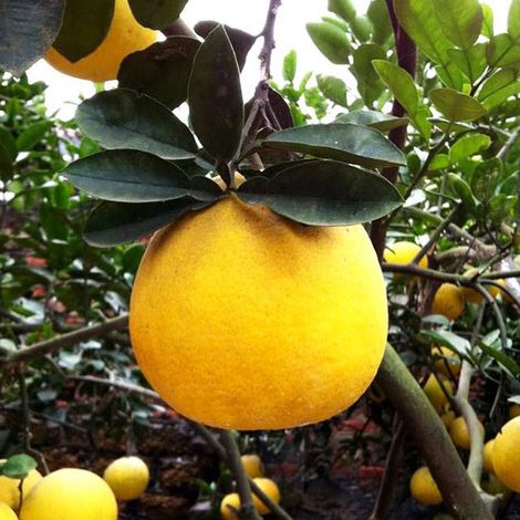 Bao Minh Farm - Pomelo