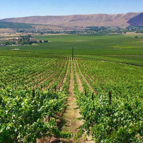 Canvasback vineyard.jpg