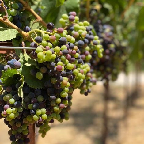 Honig Vineyard & Winery