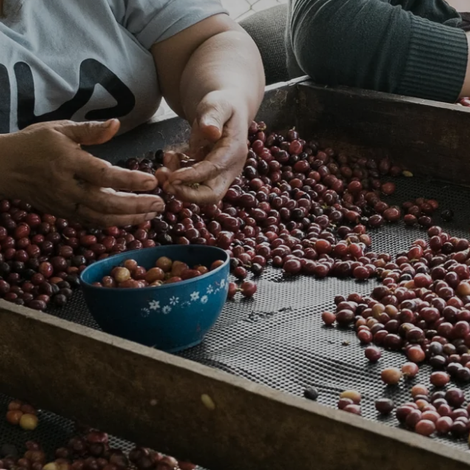 FLOR A FRUTO SAS - Processing Area