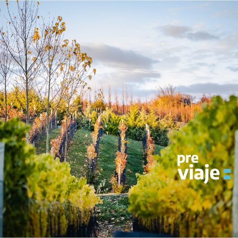 Viñas del Nant y Fall - Vineyard