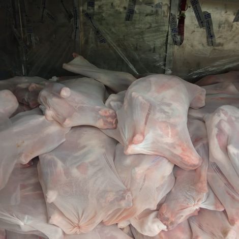 Frozen Lamb