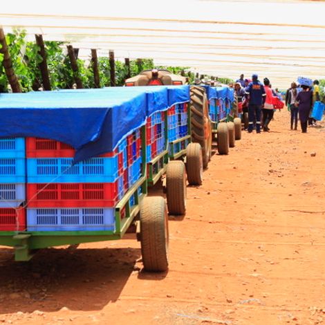 Vintage View - Harvest Season