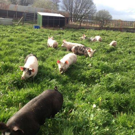 Connolly Meats - Livestock