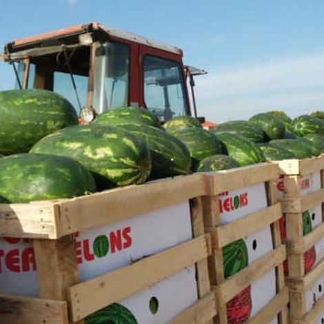 watermelons-ready2.jpg