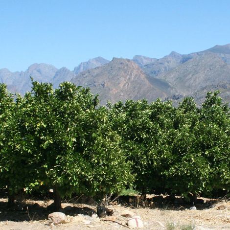 Denau Fruit - Plantation