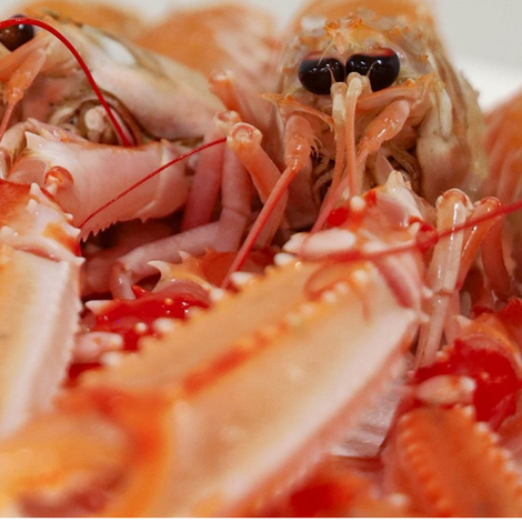 lobster