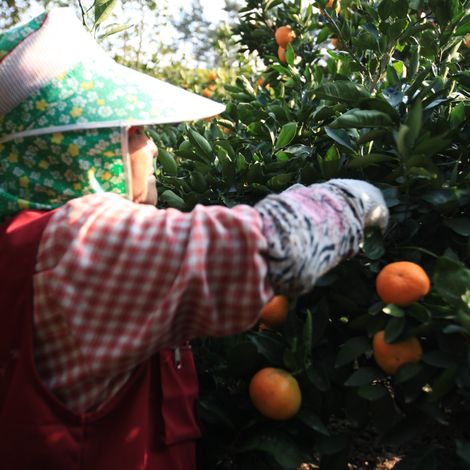 Citrus Harvesting