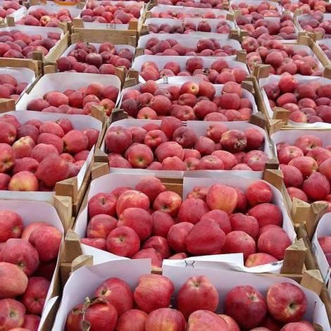 apples