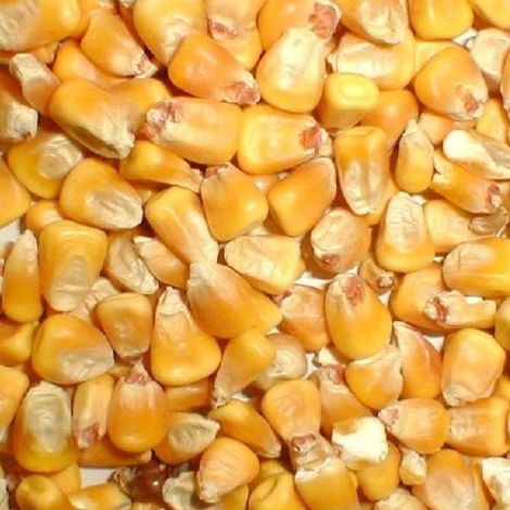 Corn