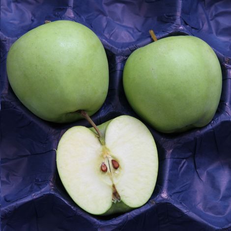 Apple farm