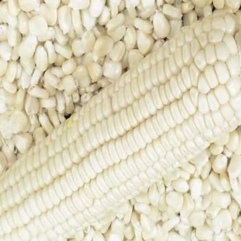 White corn/maize
