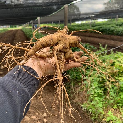 Hsu’s Ginseng Enterprises, Inc.